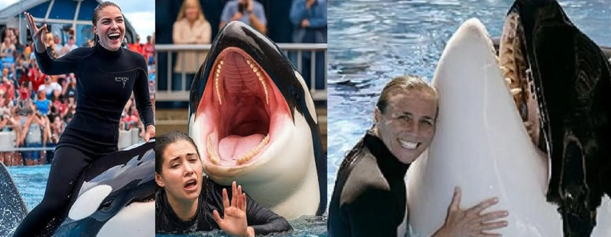 Jessica Radcliffe e l’attacco mortale dell’orca: bufala virale o tragedia reale? Jessica Radcliffe e l’attacco mortale dell’orca: bufala virale o tragedia reale?