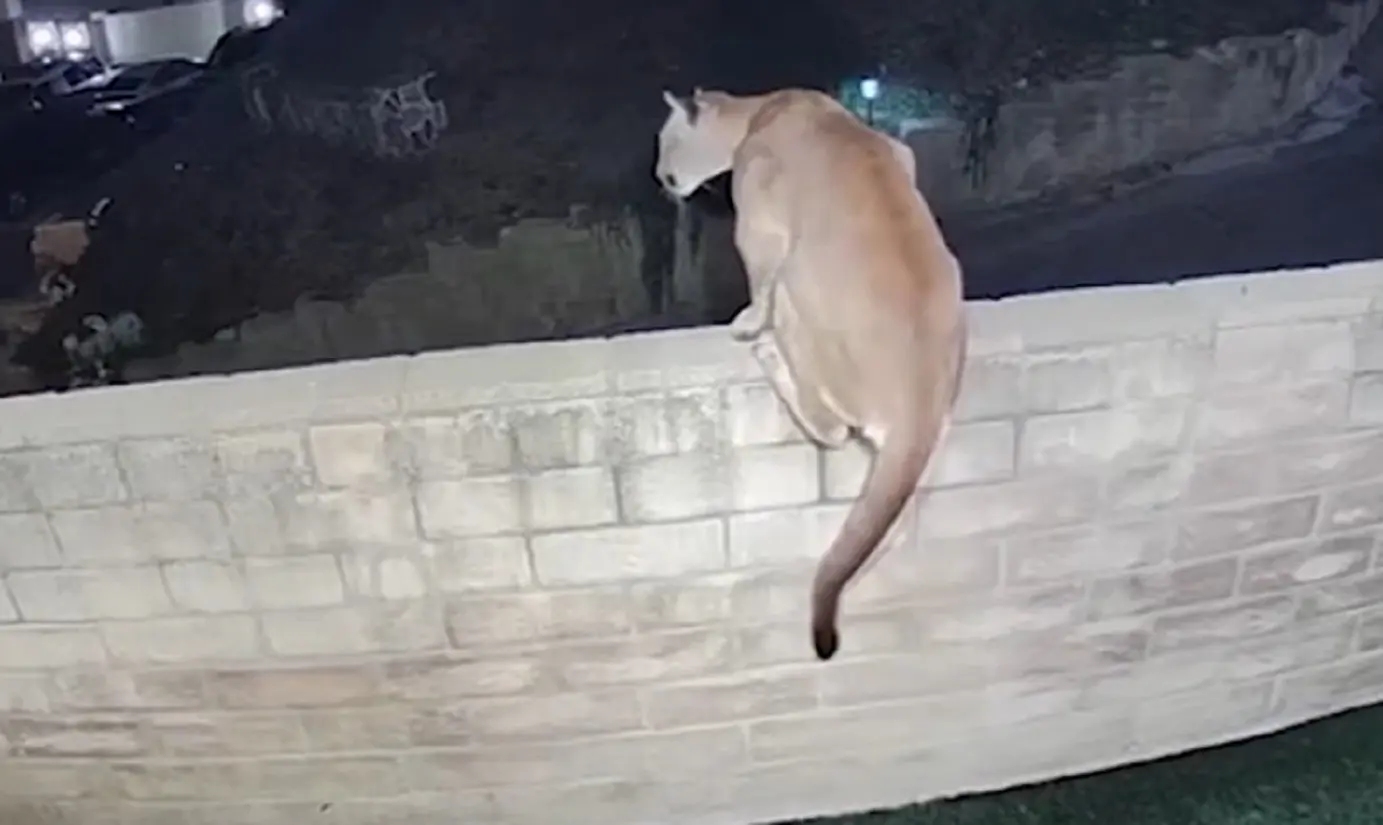 Momenti di terrore a Malibù, un puma ha attaccato una bambina