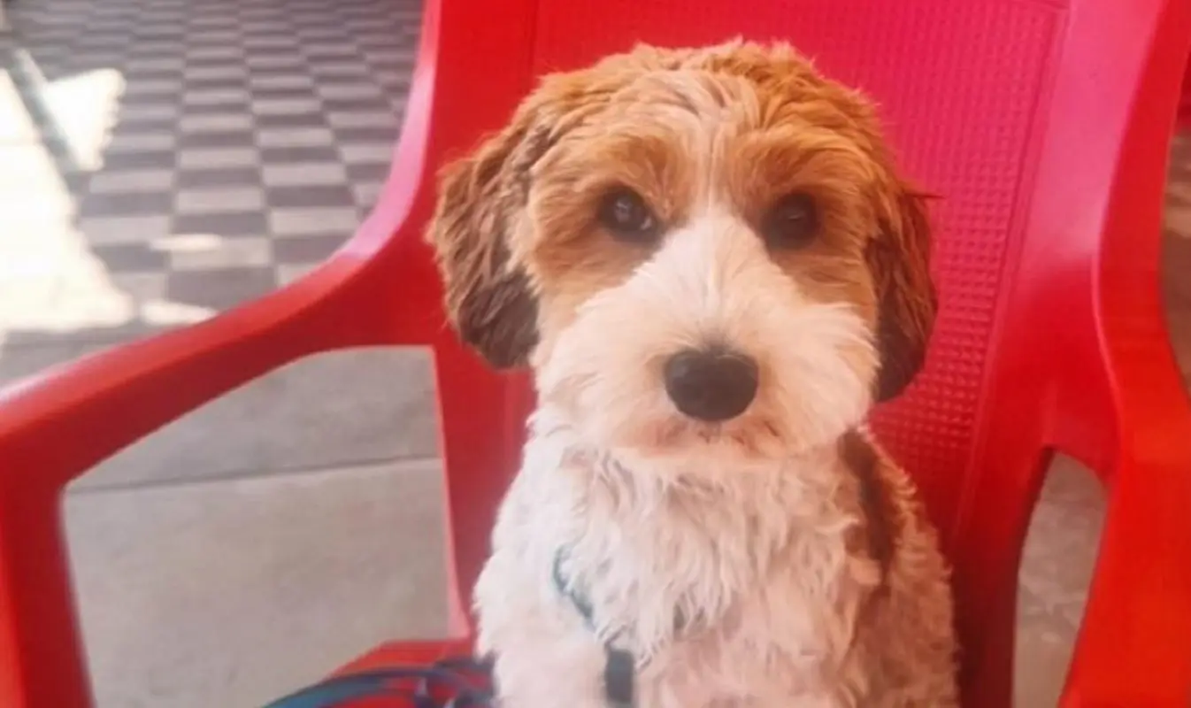 Sottomarina, turista accoltellata in strada mentre passeggia con il cane, scomparso Lucky Sottomarina, turista accoltellata in strada mentre passeggia con il cane, scomparso Lucky