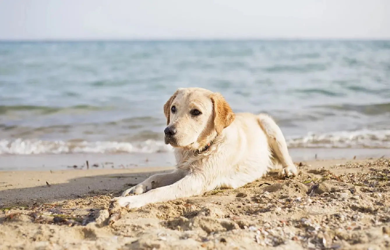 Spiagge ancora off limits per gli amici a 4 zampe ancora in tante località italiane