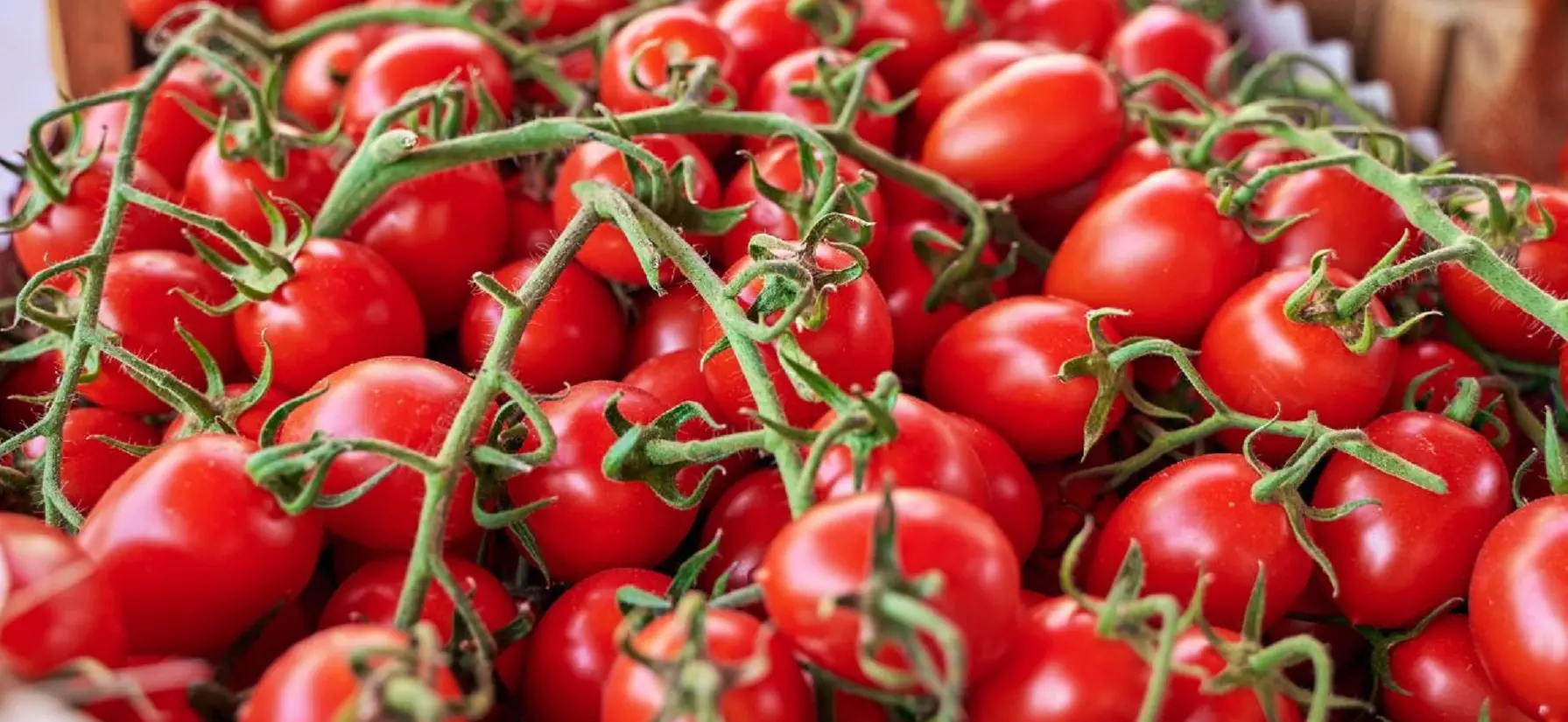 Focolaio Salmonella Strathcona, 17 Paesi colpiti: perché i pomodorini siciliani sono finiti nel mirino Focolaio Salmonella Strathcona, 17 Paesi colpiti: perché i pomodorini siciliani sono finiti nel mirino