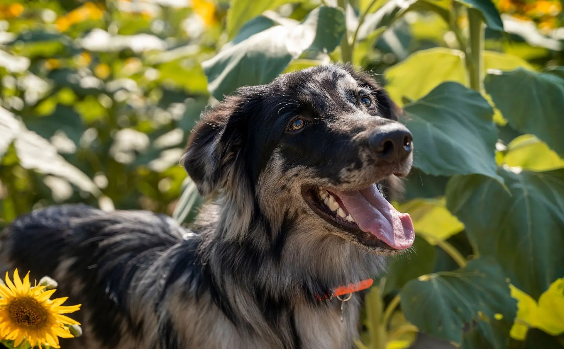 Bimbo di tre anni morso al volto dal cane del nonno: paura a Nervesa della Battaglia