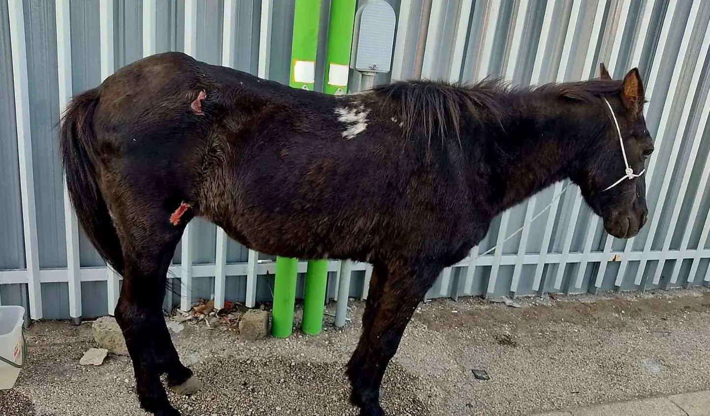 Arzano, cavallo trascinato sull’asfalto e abbandonato: denunciato ex consigliere comunale (VIDEO)