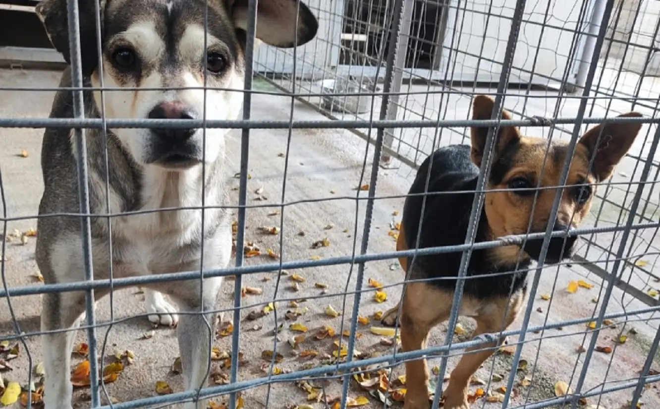 ‘Insieme per la vita’, sul Lungomare di Salerno un evento per adottare e salvare cani in cerca di casa ‘Insieme per la vita’, sul Lungomare di Salerno un evento per adottare e salvare cani in cerca di casa