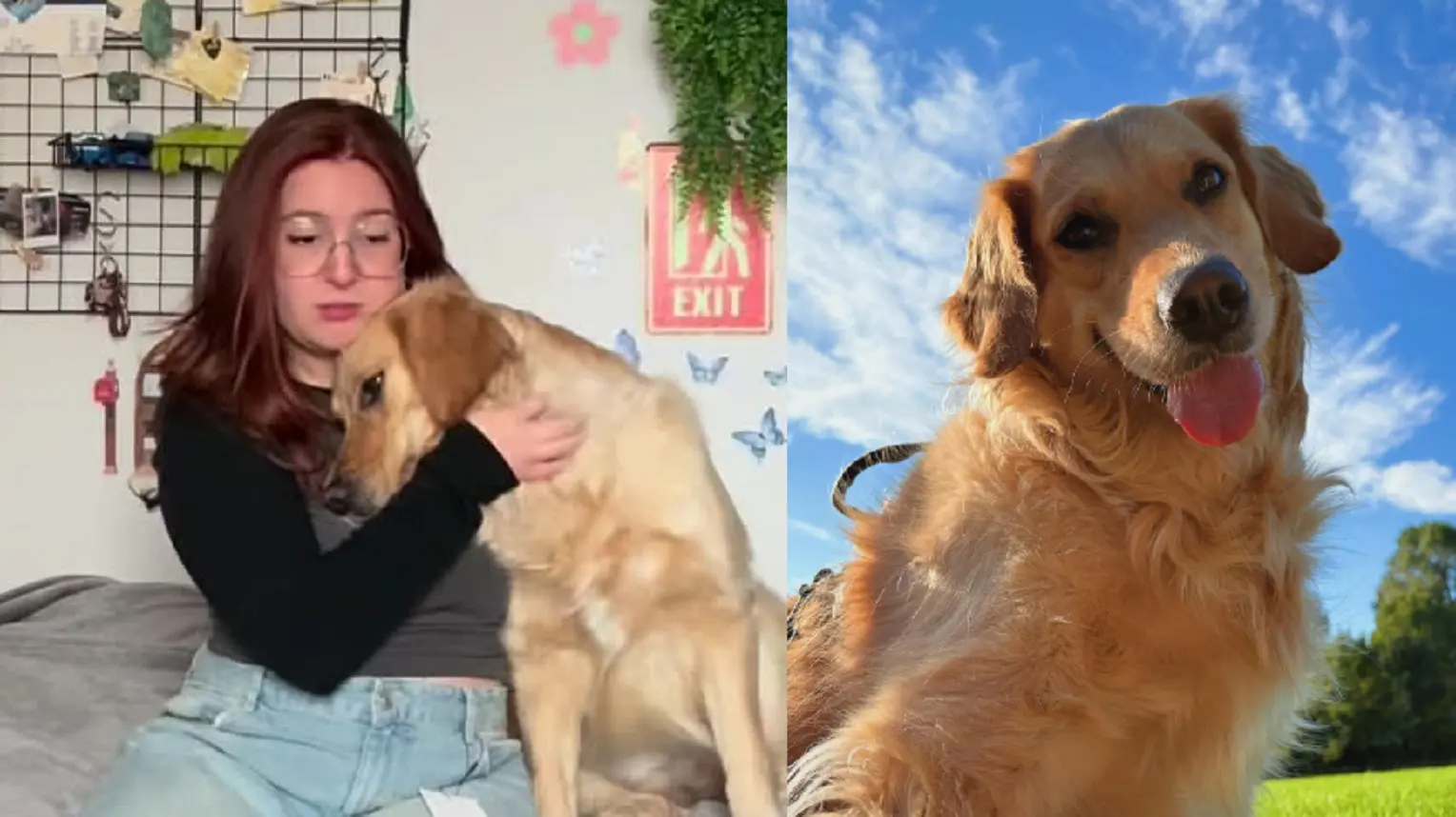 La cagnolina Peep non ce l'ha fatta, nei giorni scorsi le polemiche per la raccolta fondi per le cure