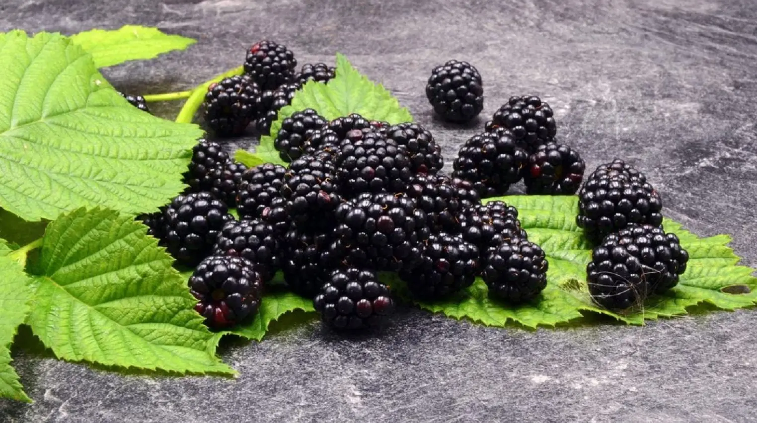 Ruba more in un terreno privato e cade in un pozzo nascosto: proprietario condannato per la morte del ladro