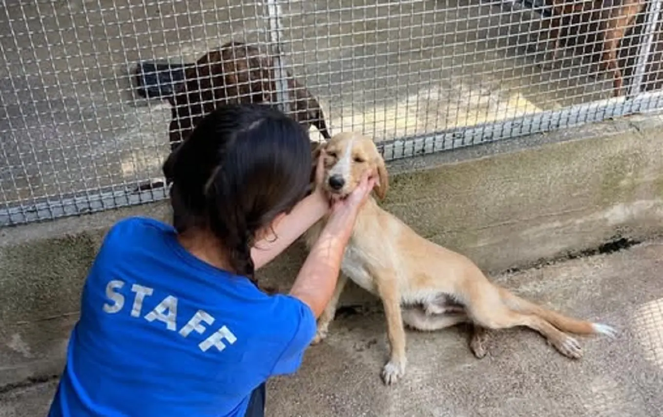 ‘Adottami per un’ora’: a Salerno la passeggiata solidale con i cani del canile