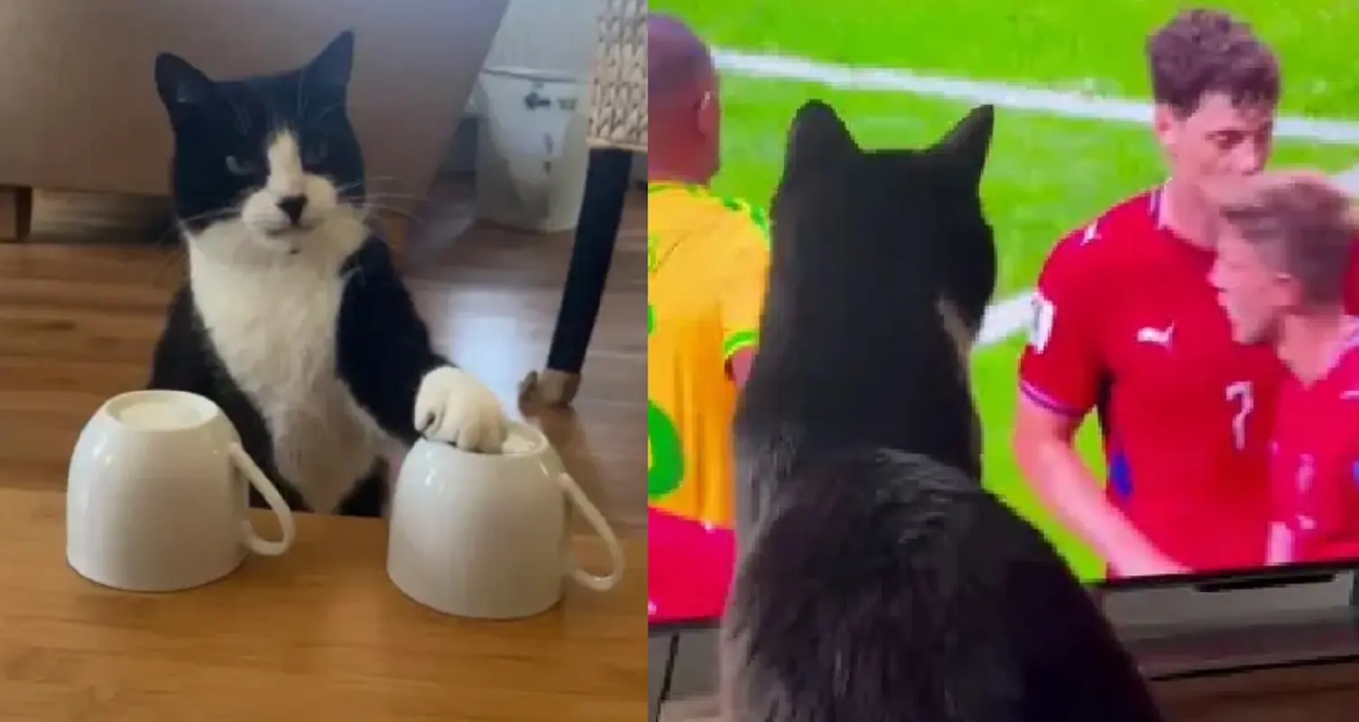 Billy, il gatto British Shorthair che indovina i risultati dei mondiali