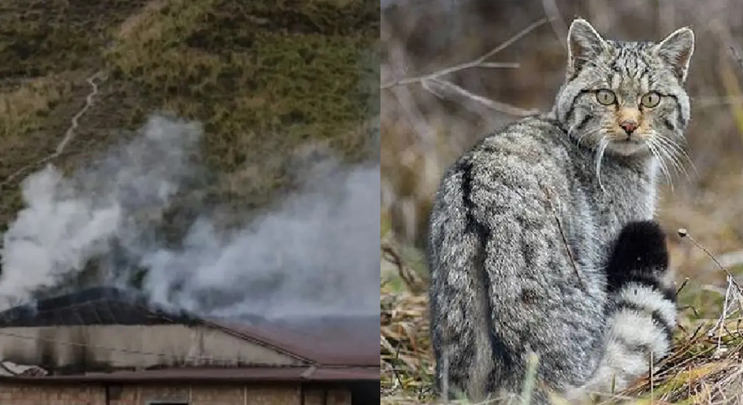 I gatti venivano utilizzati come innesco degli incendi