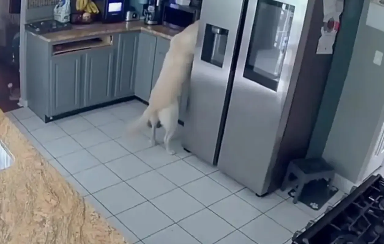 Il momento in cui il cane ha inavvertitamente azionato il tostapane