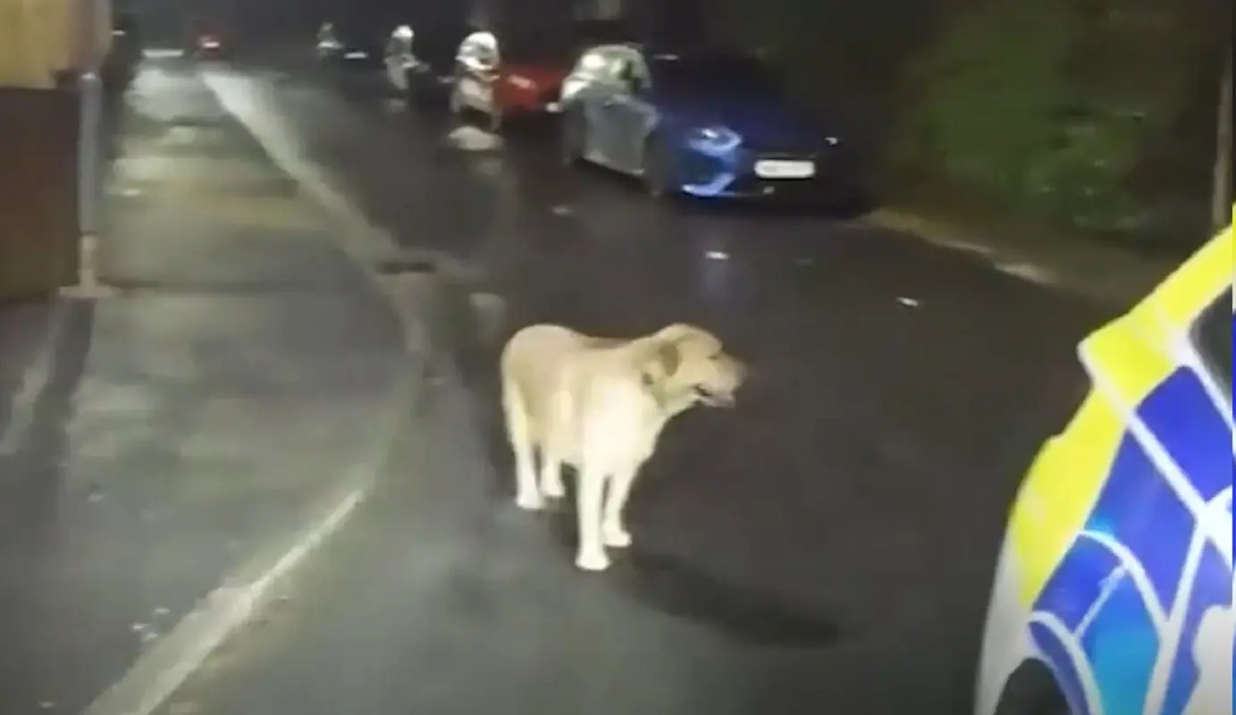 Il labrador ha ritrovato il padrone ma ha anche permesso alla polizia di arresterarlo