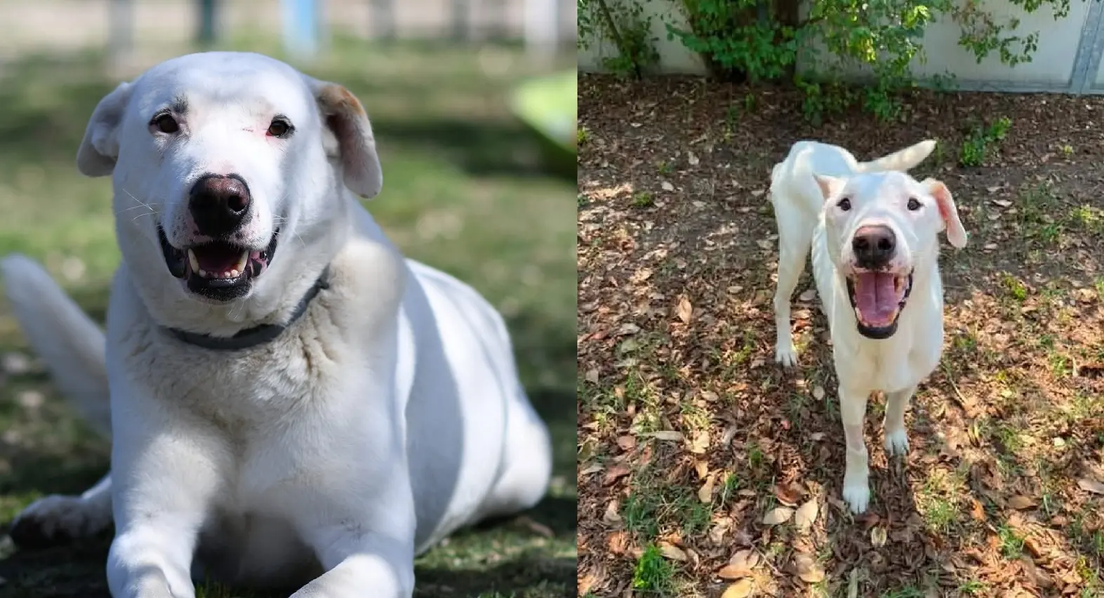 Pongo prima dell'affidamento e oggi dopo le cure amorevoli dell'Associazione Melampo