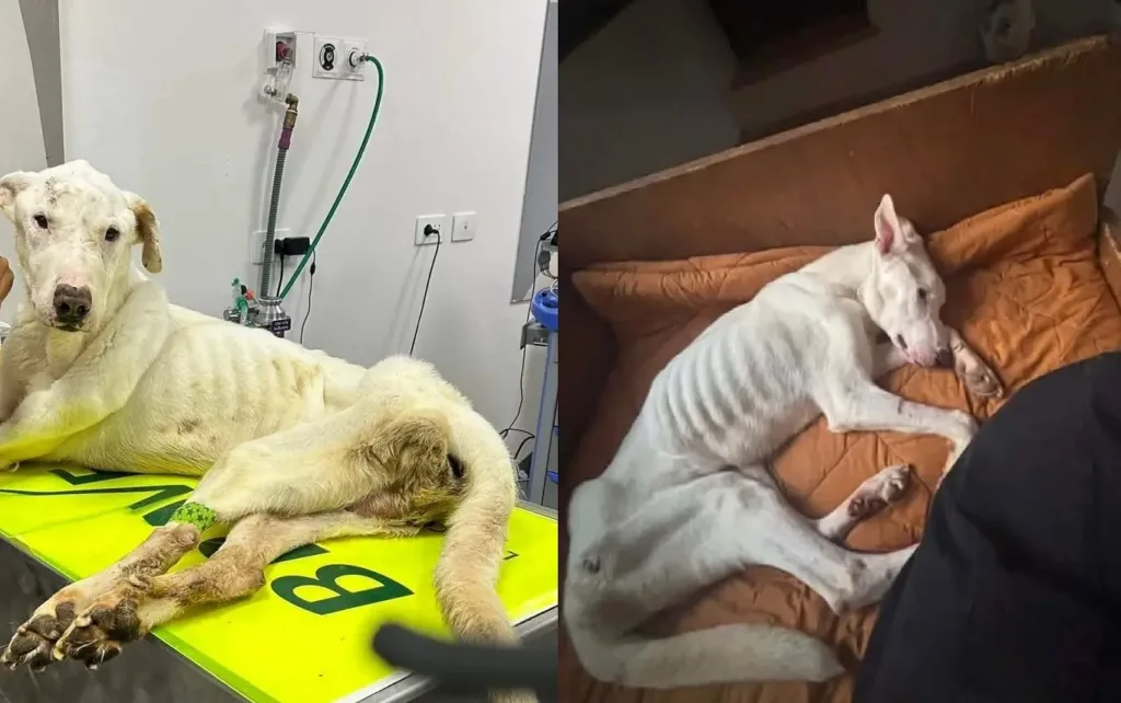 Pongo ridotto pelle e ossa al momento del ritrovamento