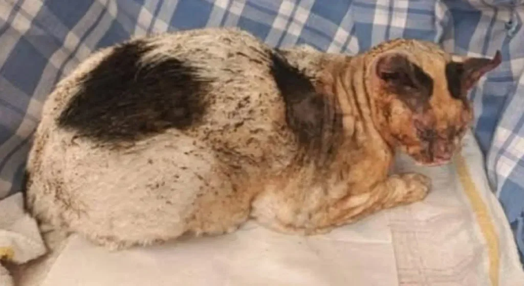 Gatto dato alle fiamme a Faenza