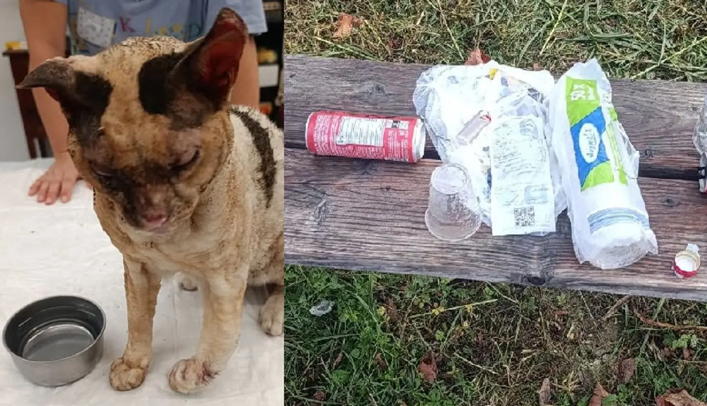 Il gatto dato alle fiamme e la vodka ritrovata nel parco a Ravenna