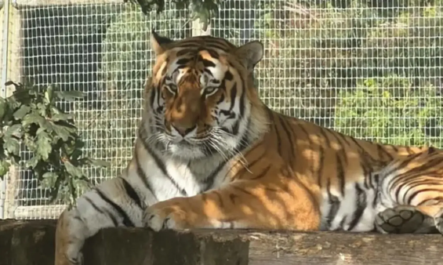 La tigre prima dell'incidente