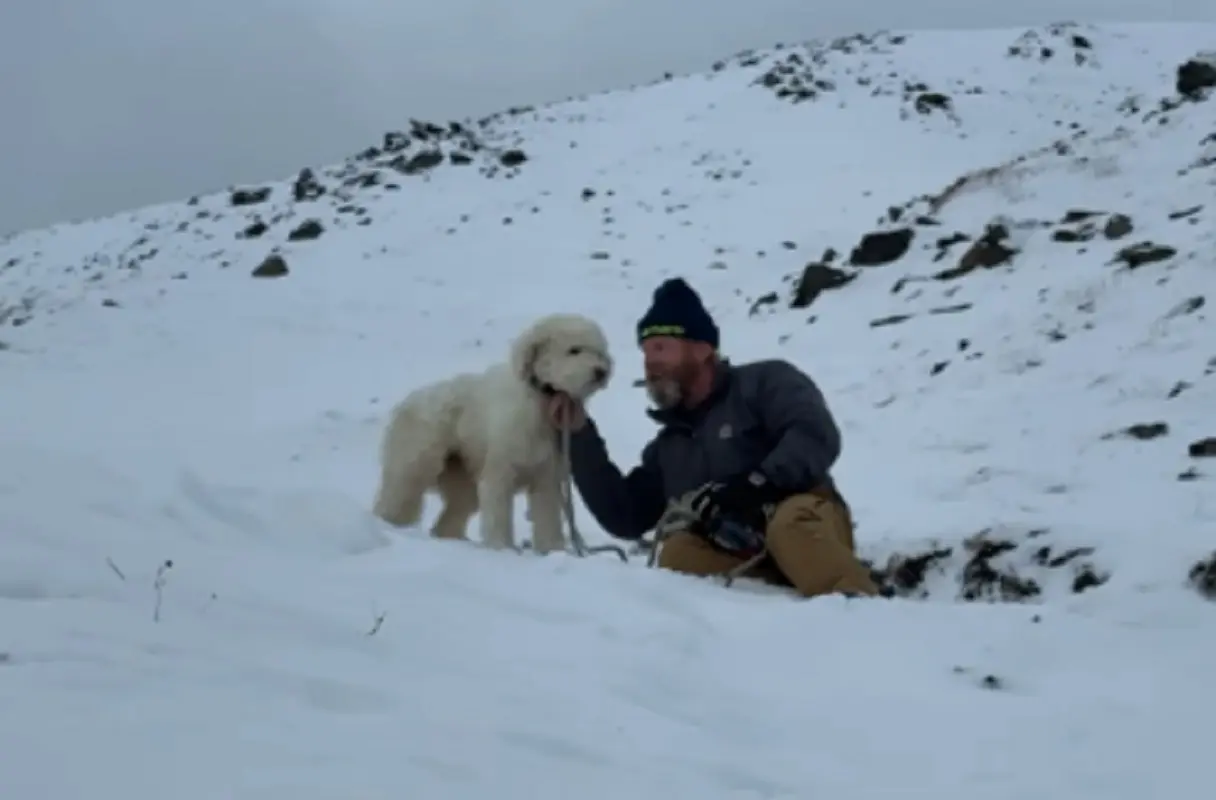 LouLou miracolosamente ritrovato in Alaska